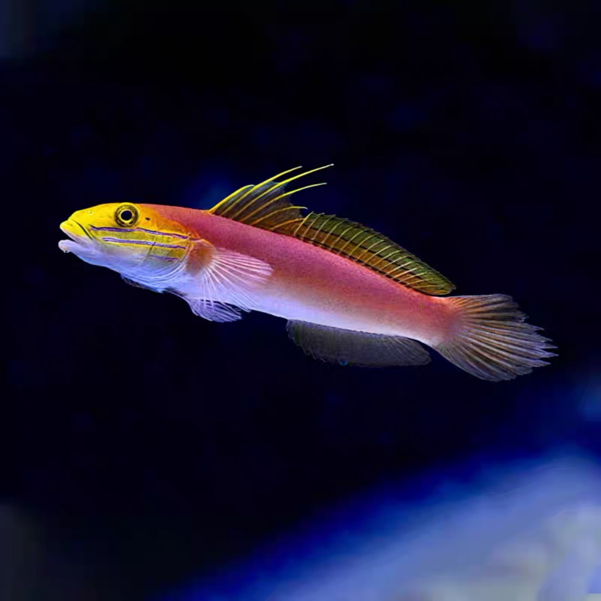 贝拉虾虎海水鱼售后需拍开箱视频（免包装费）