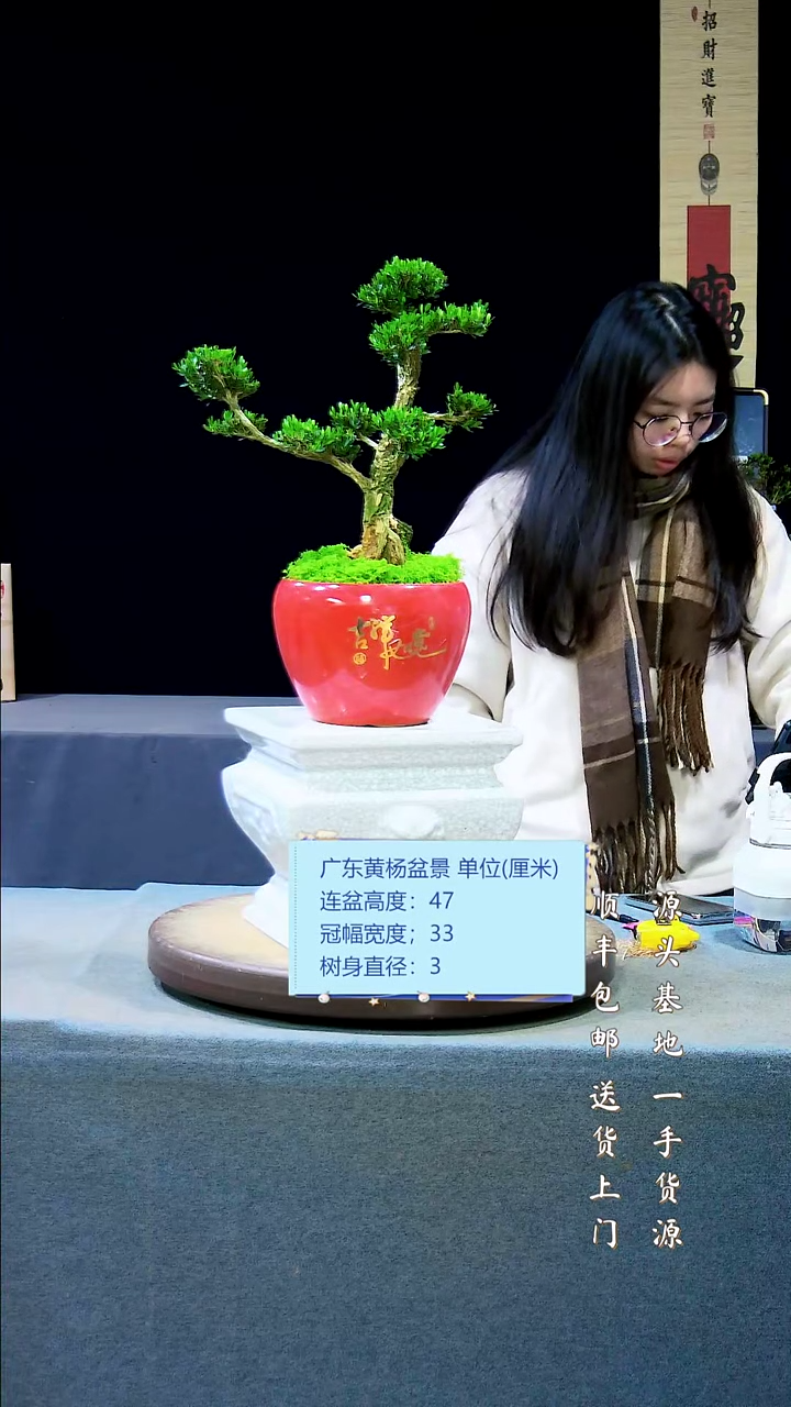 【闪购商品】黄杨盆景黄杨盆景