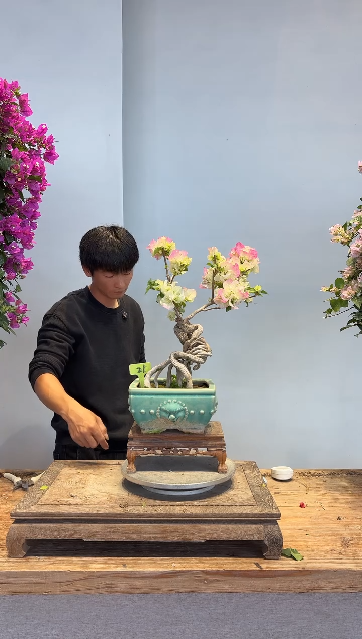 以实际为准双*?三角梅21