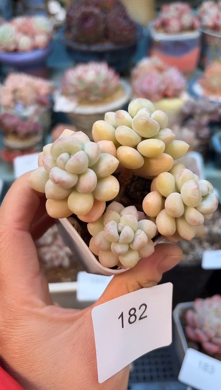 182群生泡泡糖多肉