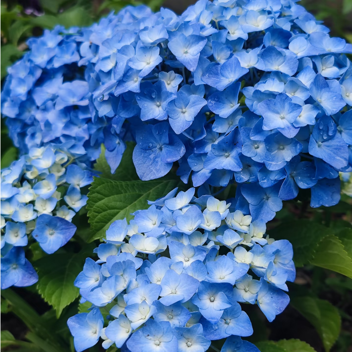 绣球盆栽多年生庭院阳台花卉耐寒耐热好养活