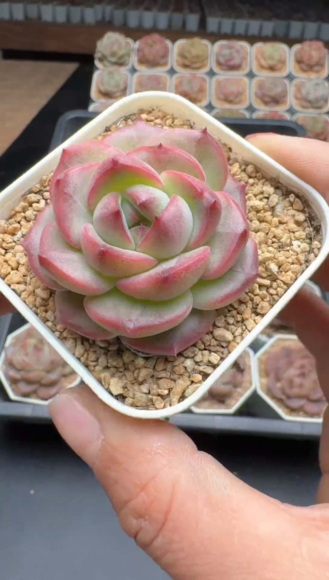 【闪购商品】716E号一物一拍多肉花卉植物3颗起发