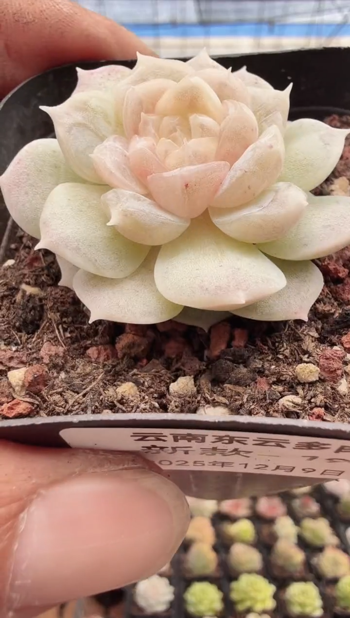 东云多肉园新款-193