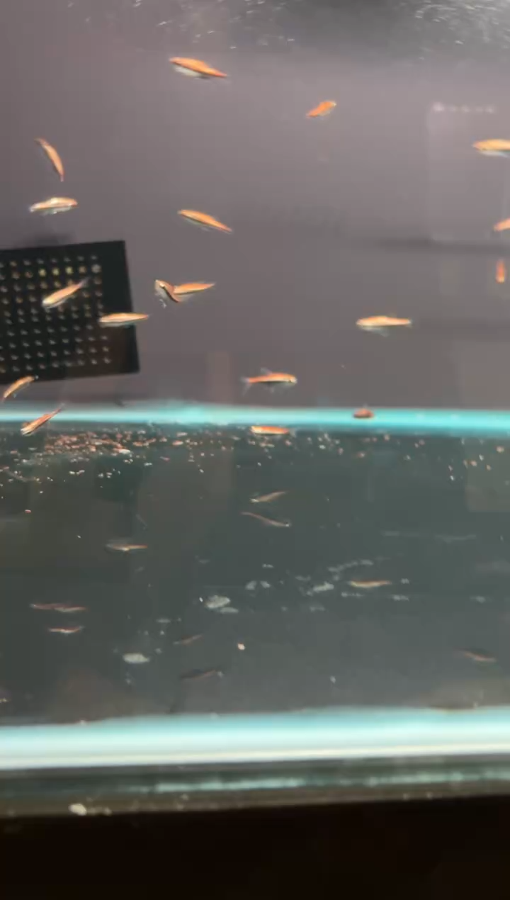 灯科鱼H****aD04-9号白金巧克力2cm左右（不包黑点）1条