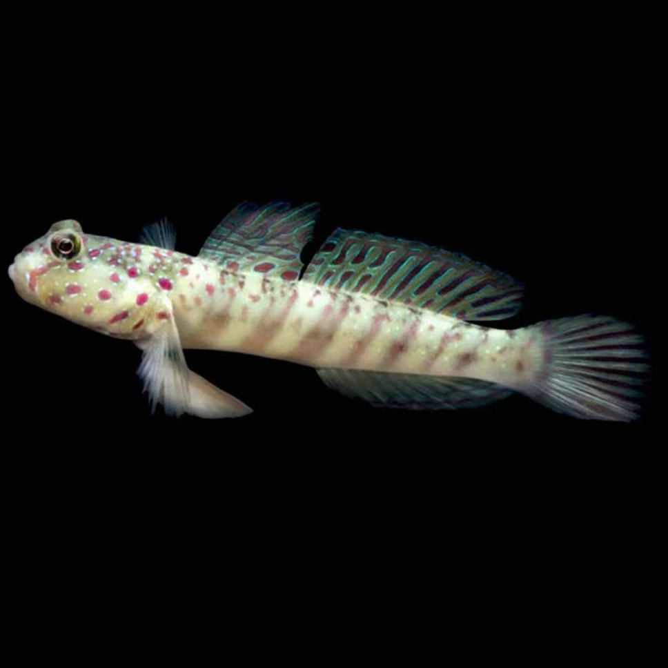 粉红点虾虎海水鱼观赏鱼