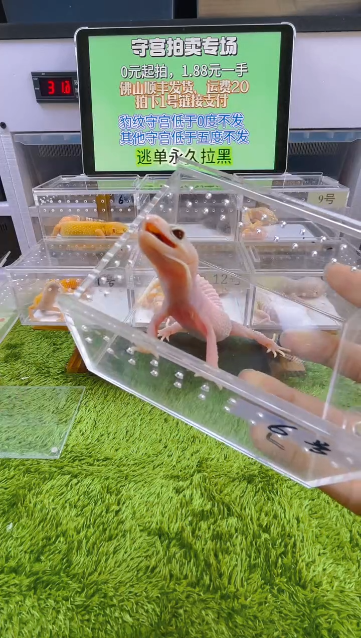 豹纹守宫可爱温顺好玩守宫迷人