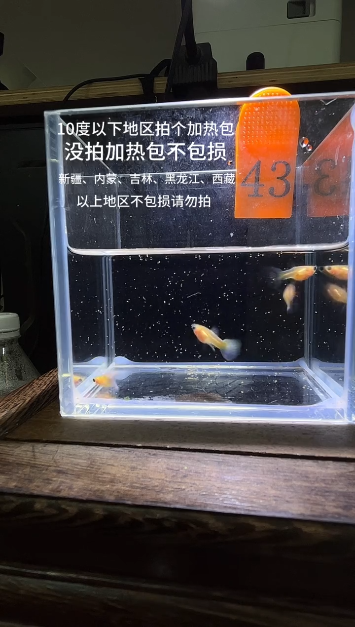 孔雀鱼黄肉蓝礼服玻璃猫普通体43