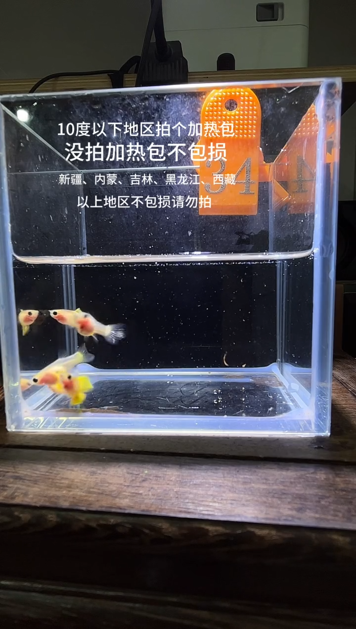 孔雀鱼黄金玻璃普通体34