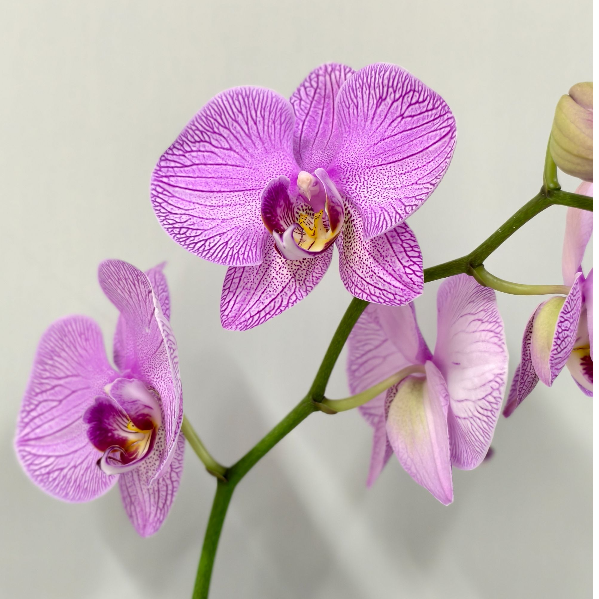 繁星里蝴蝶兰【月圆】2.8寸带花带花苞发货