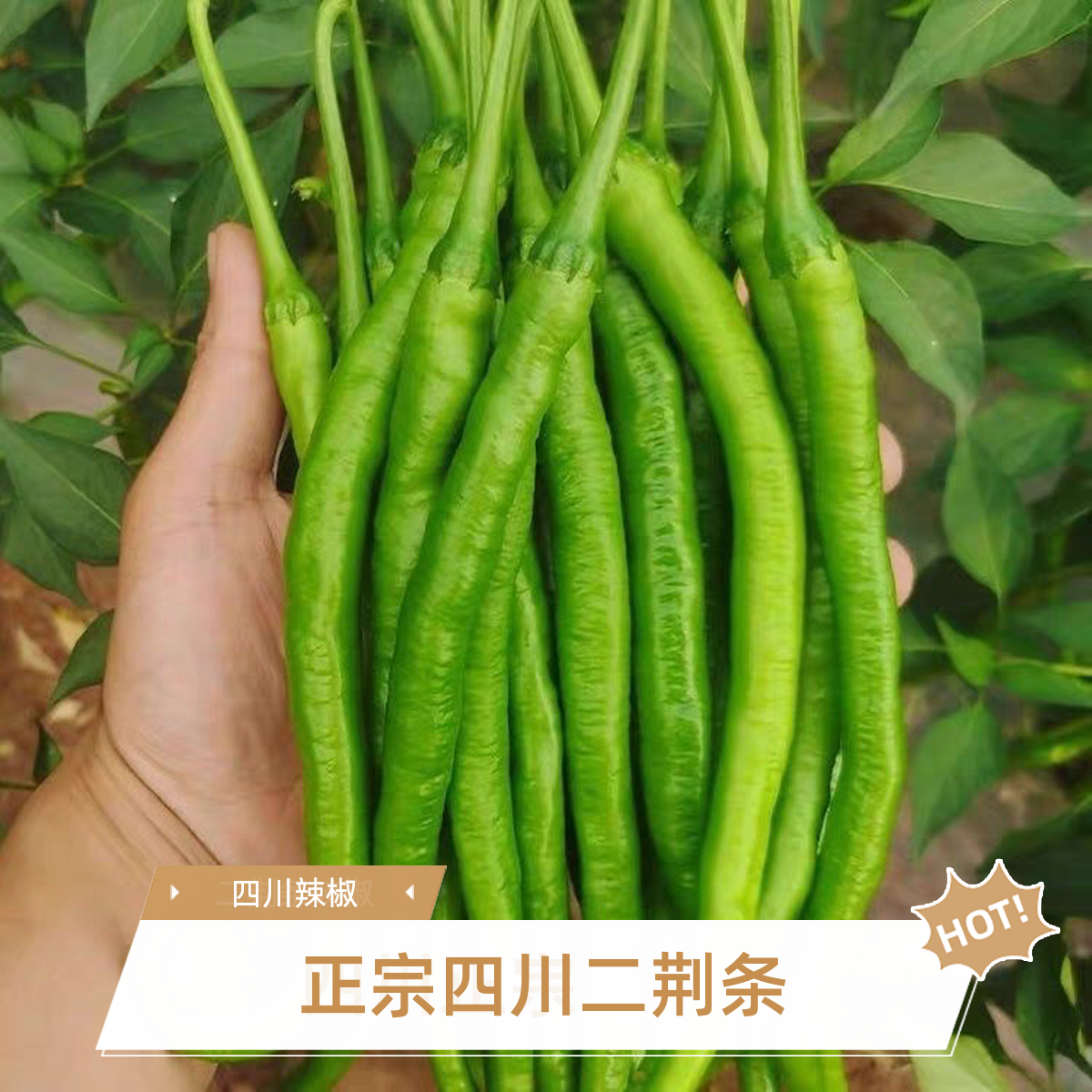 2025四川乐山本地正宗二荆条头茬新鲜辣椒现摘现发农家露天种植