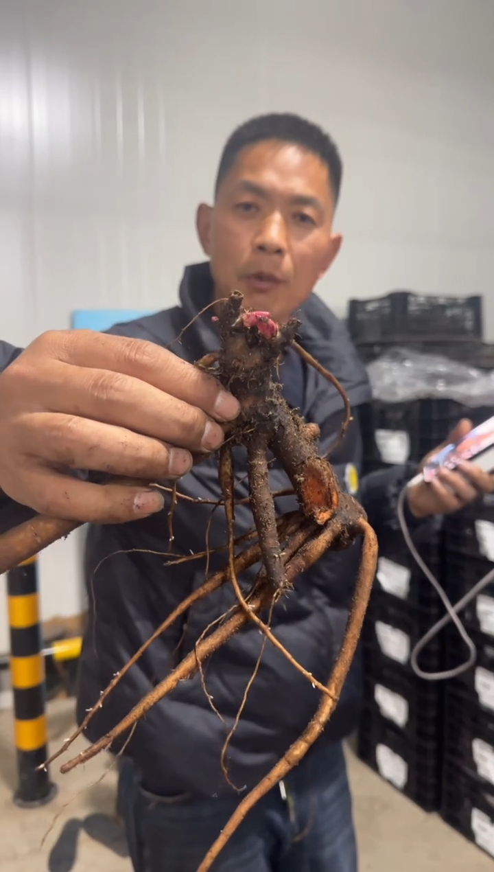 海*118  海蓝  嘉年华精灵 