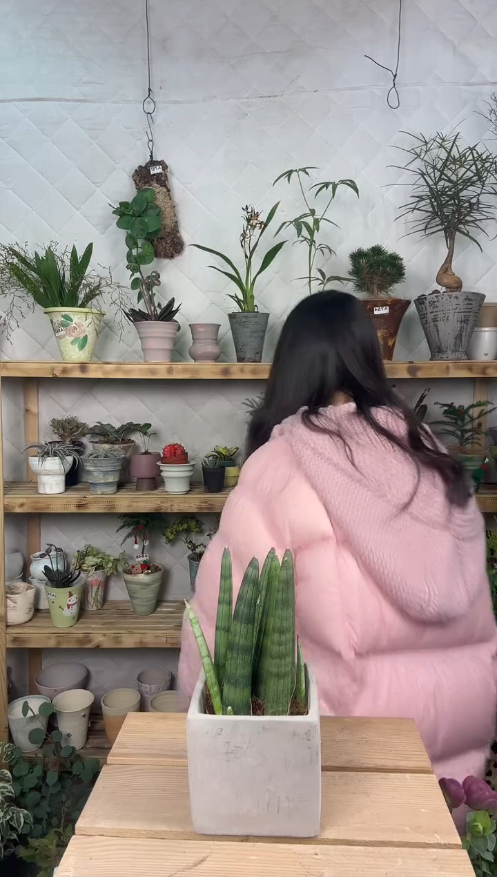 无花朵佛前香加盆930