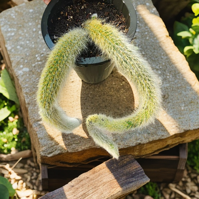 九尾狐（多肉植物）双尾发货 无砍  会开花耐高温低温  脱土发