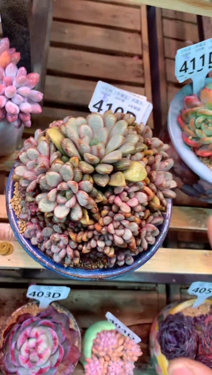 410D（一物一拍，精品多肉，w所见即所得 ）