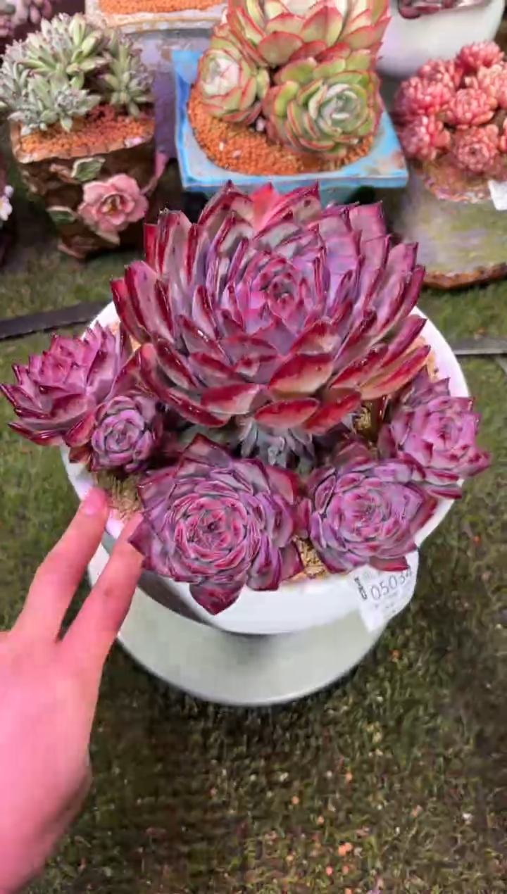 【闪购商品】05034