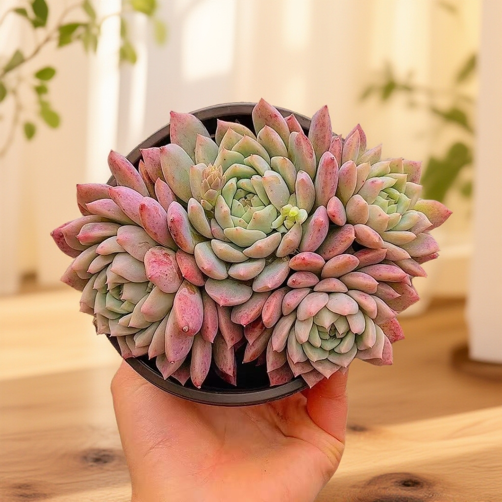 霜花 带盆  多肉植物【满15包邮】  以直播间展示为准 