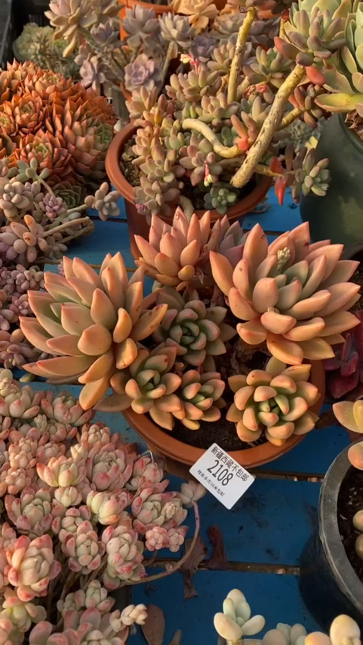 【闪购商品】2108桃花源