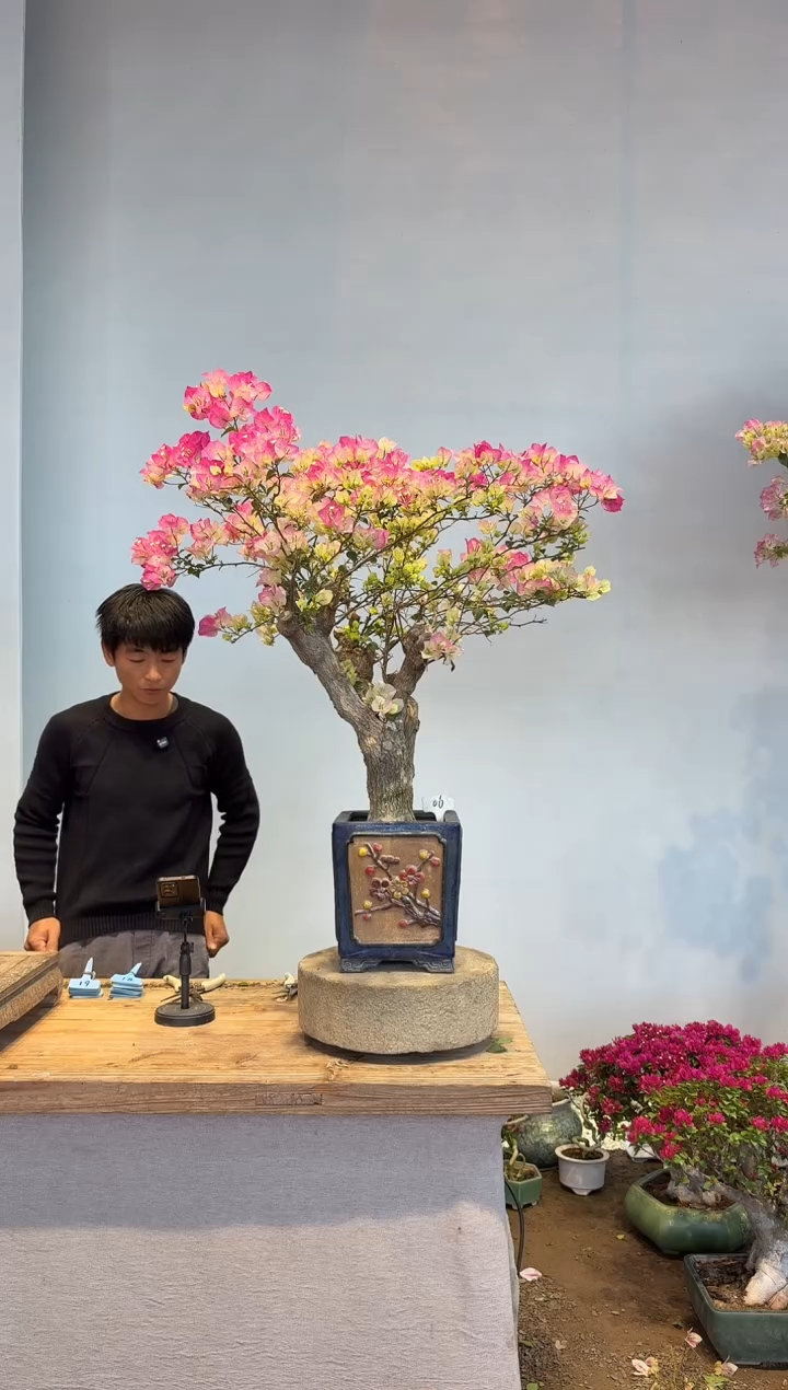 以实际为准A***n三角梅6