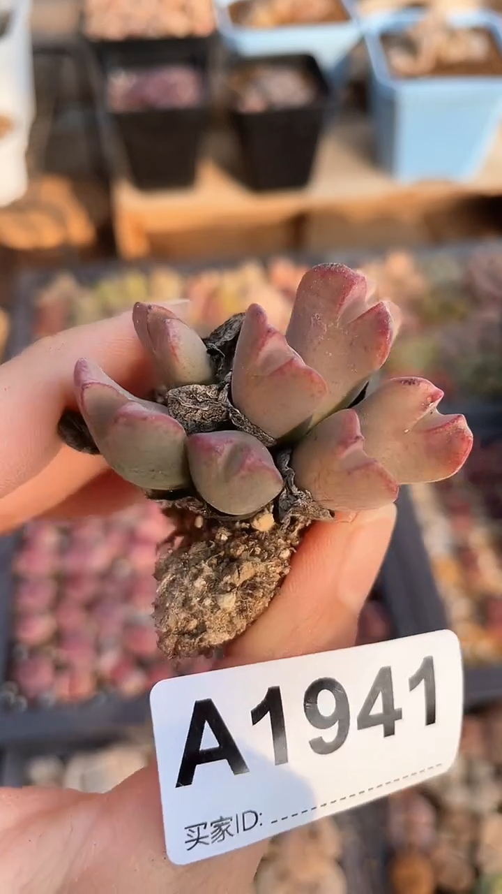 【闪购商品】1941直播一物一拍