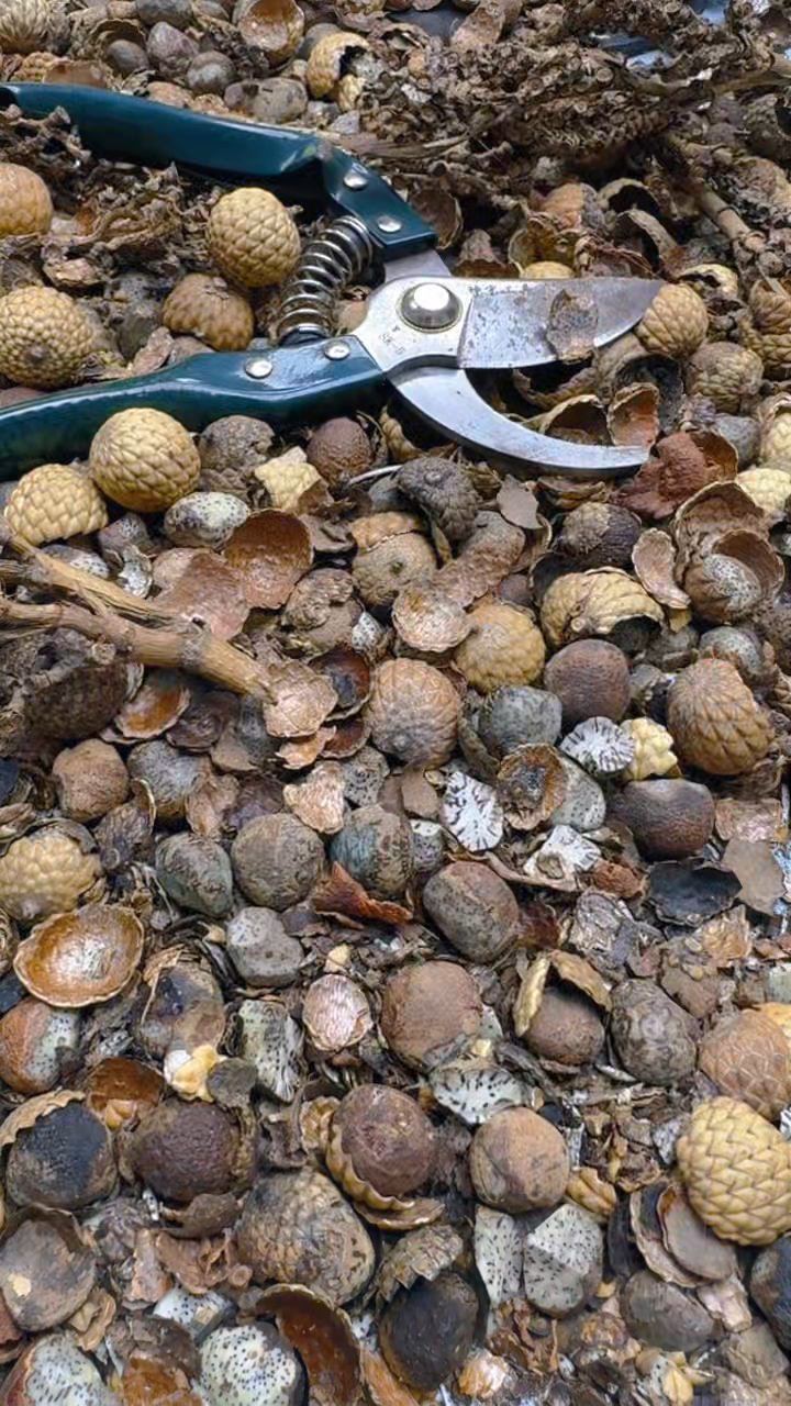 【闪购商品】星月菩提吊坠青稞手作19号