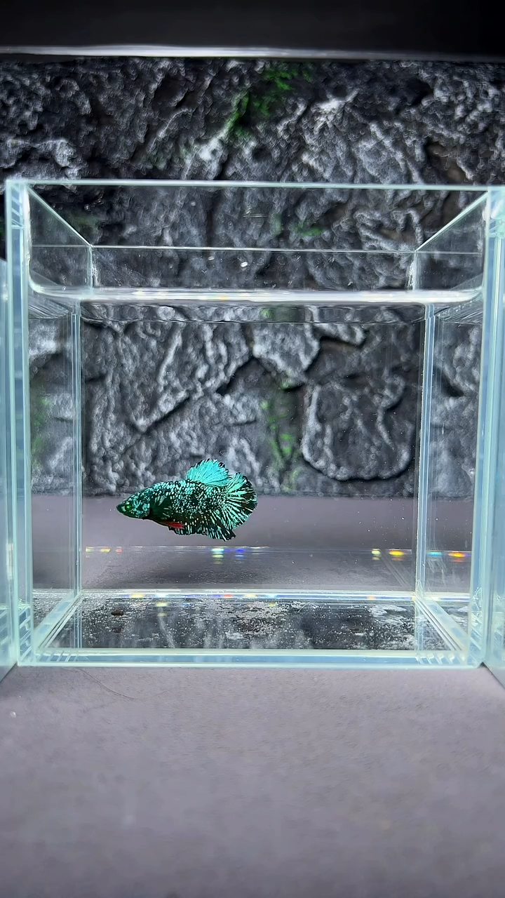 斗鱼竞拍链接A047