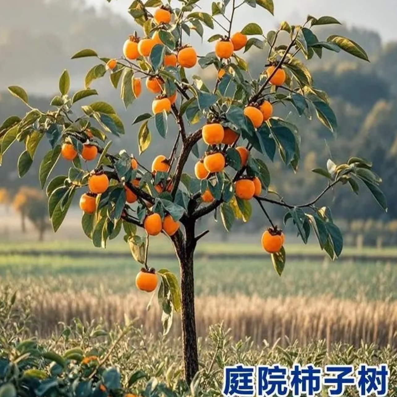 庭院大柿树【一物一拍】柿子树苗耐寒南北方种植