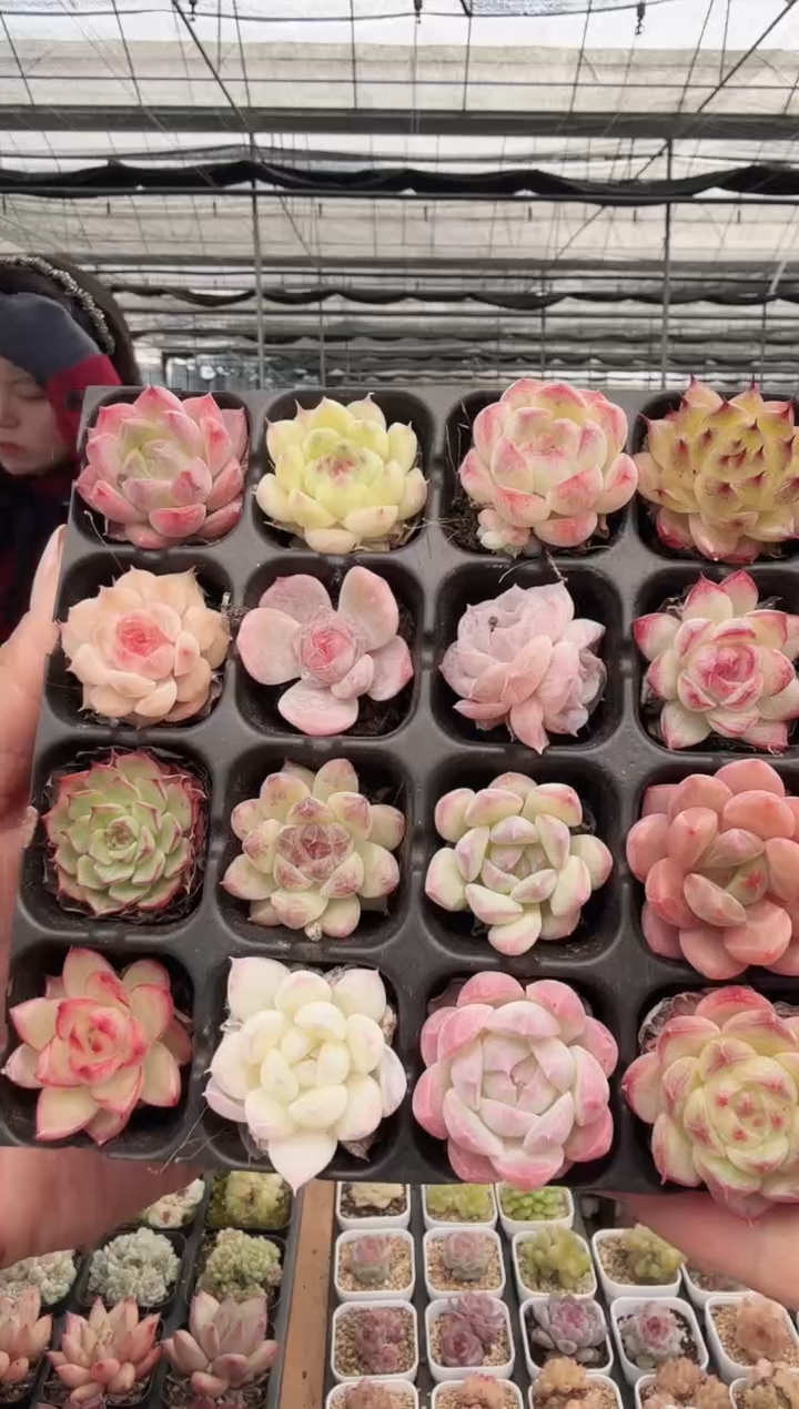 东云多肉园新款-80