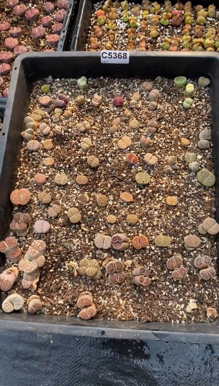 5368直播一物一拍