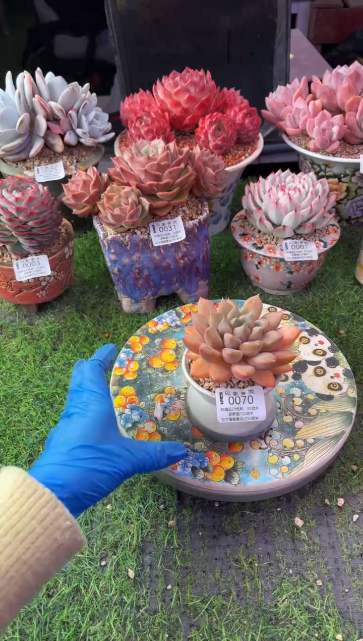 昆明印象多肉0070