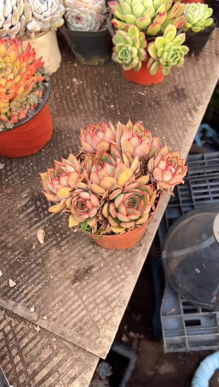 香****?多肉植物一物一拍18331
