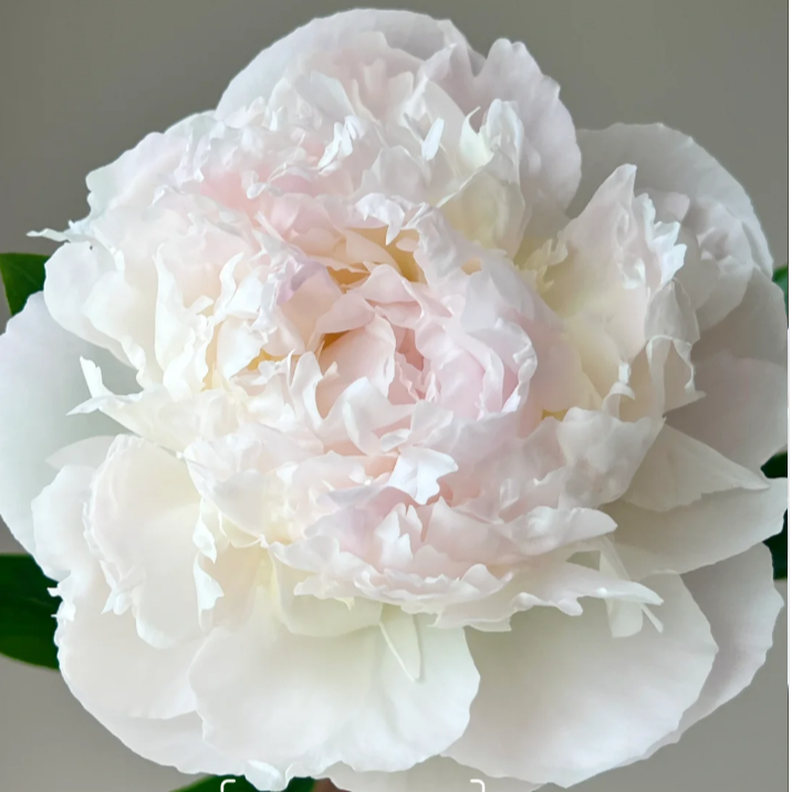 【母亲的选择】裸根重瓣芍药庭院阳台地栽盆栽耐寒观赏草本春季