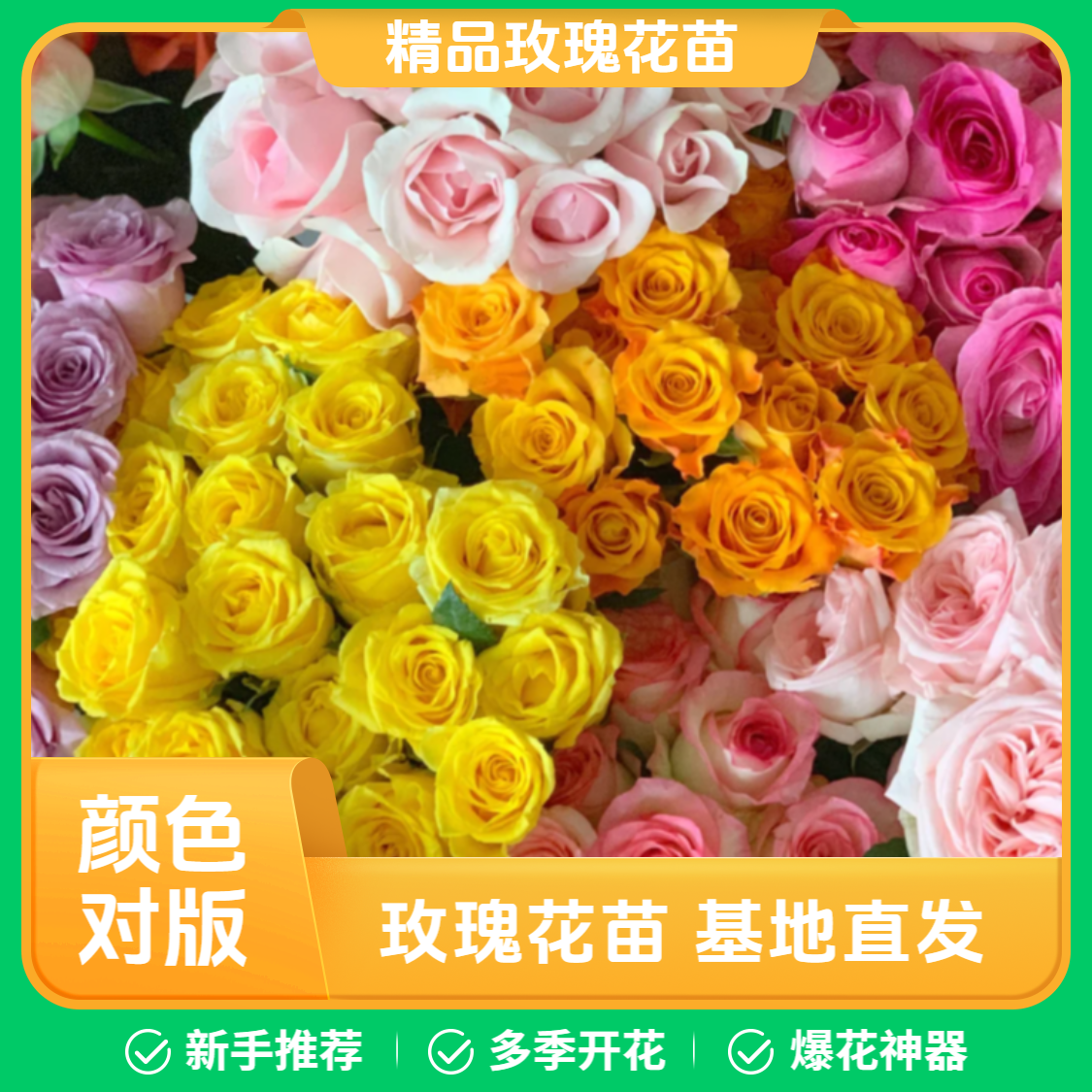 【精品玫瑰花苗】多季开花月季爆花神器易活适合阳台庭院种植浓香型