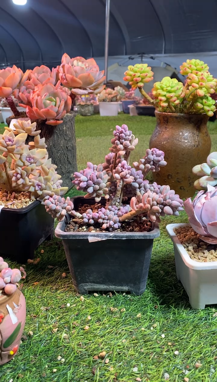 【闪购商品】0411a