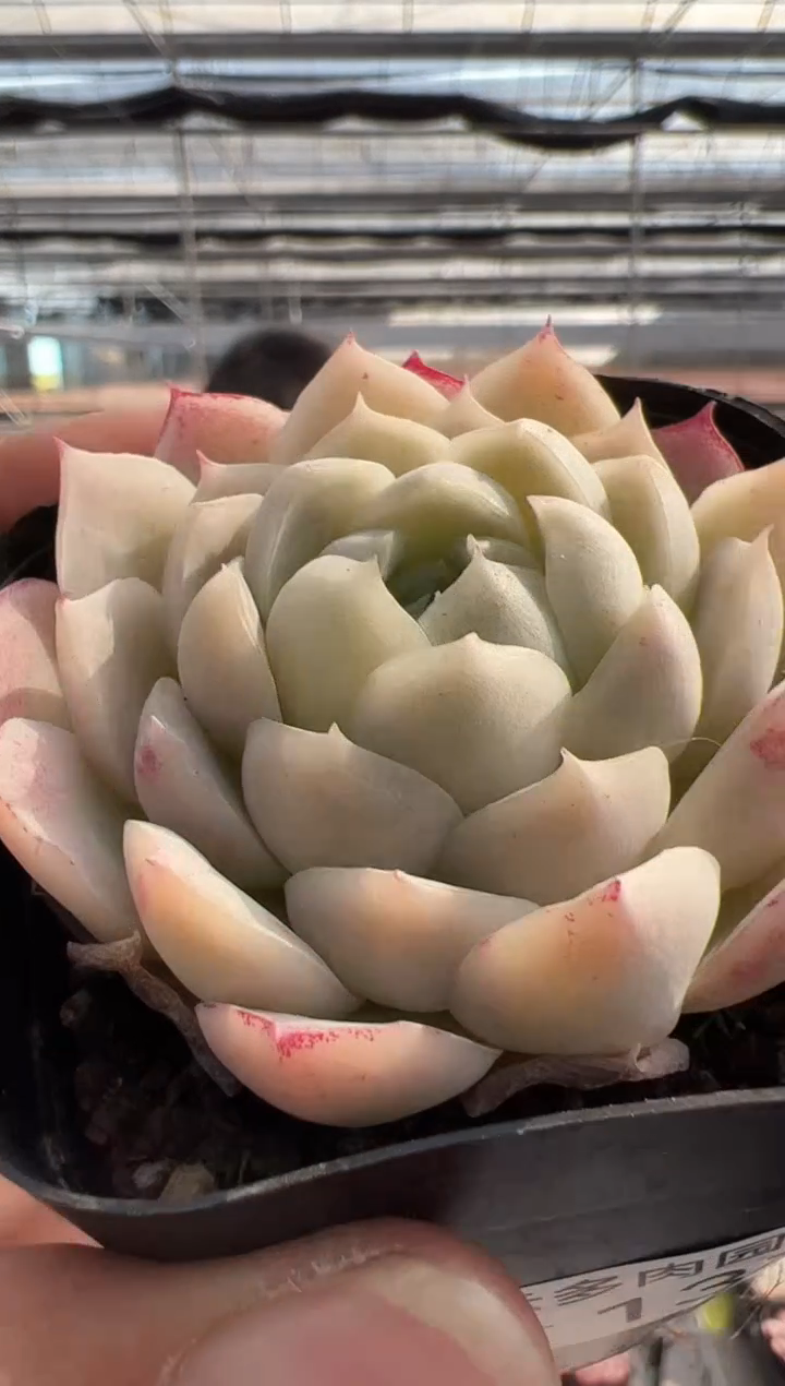 【闪购商品】福利多肉-137