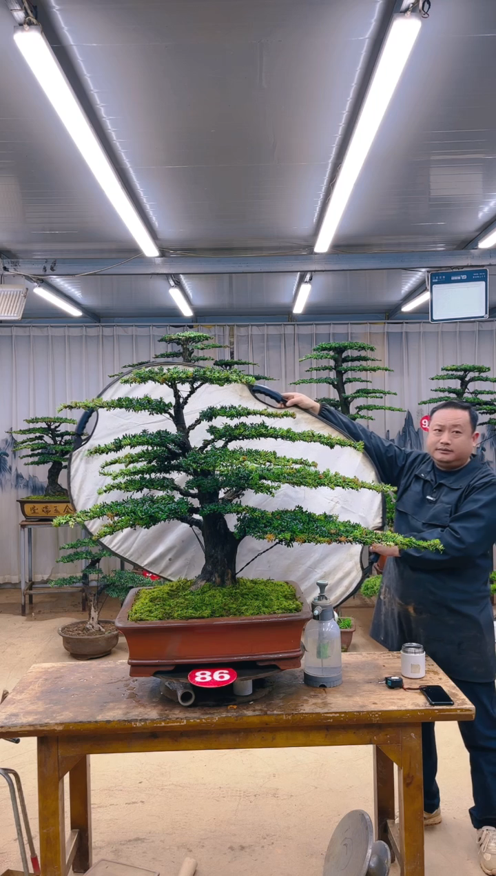 无花朵精品盆景 一物一拍