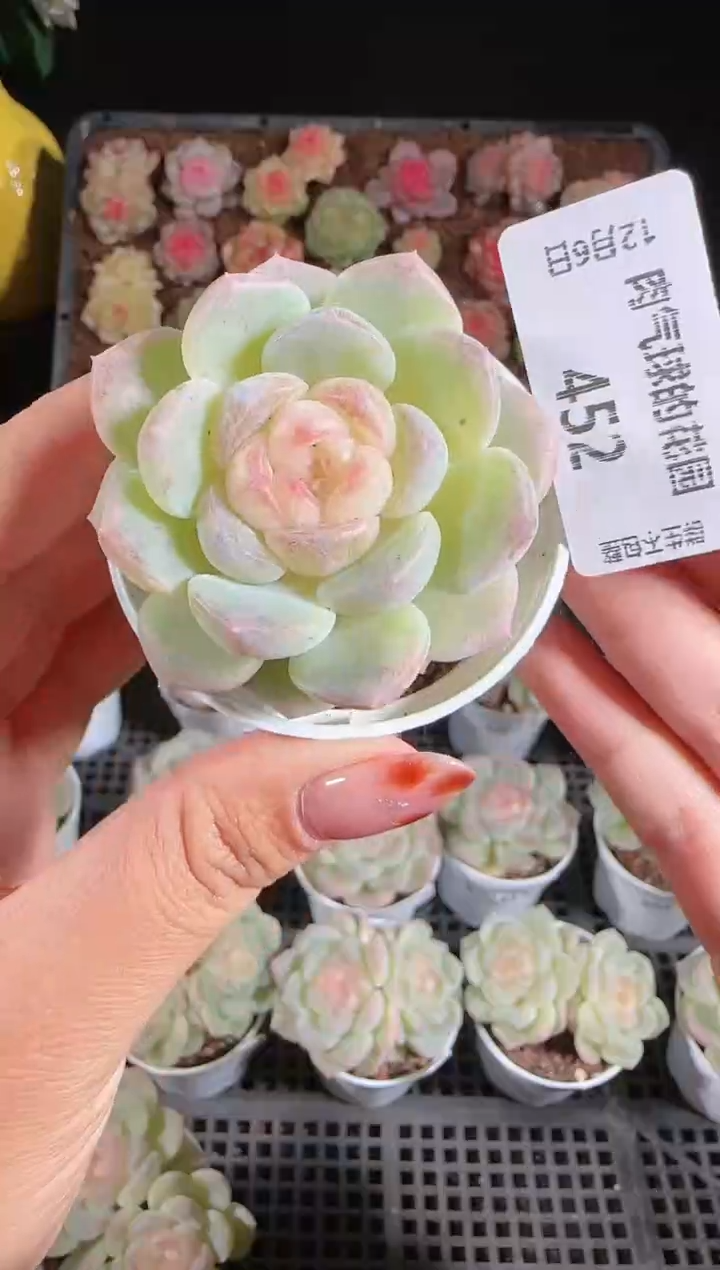 1206-452冰心28多肉群生不包整