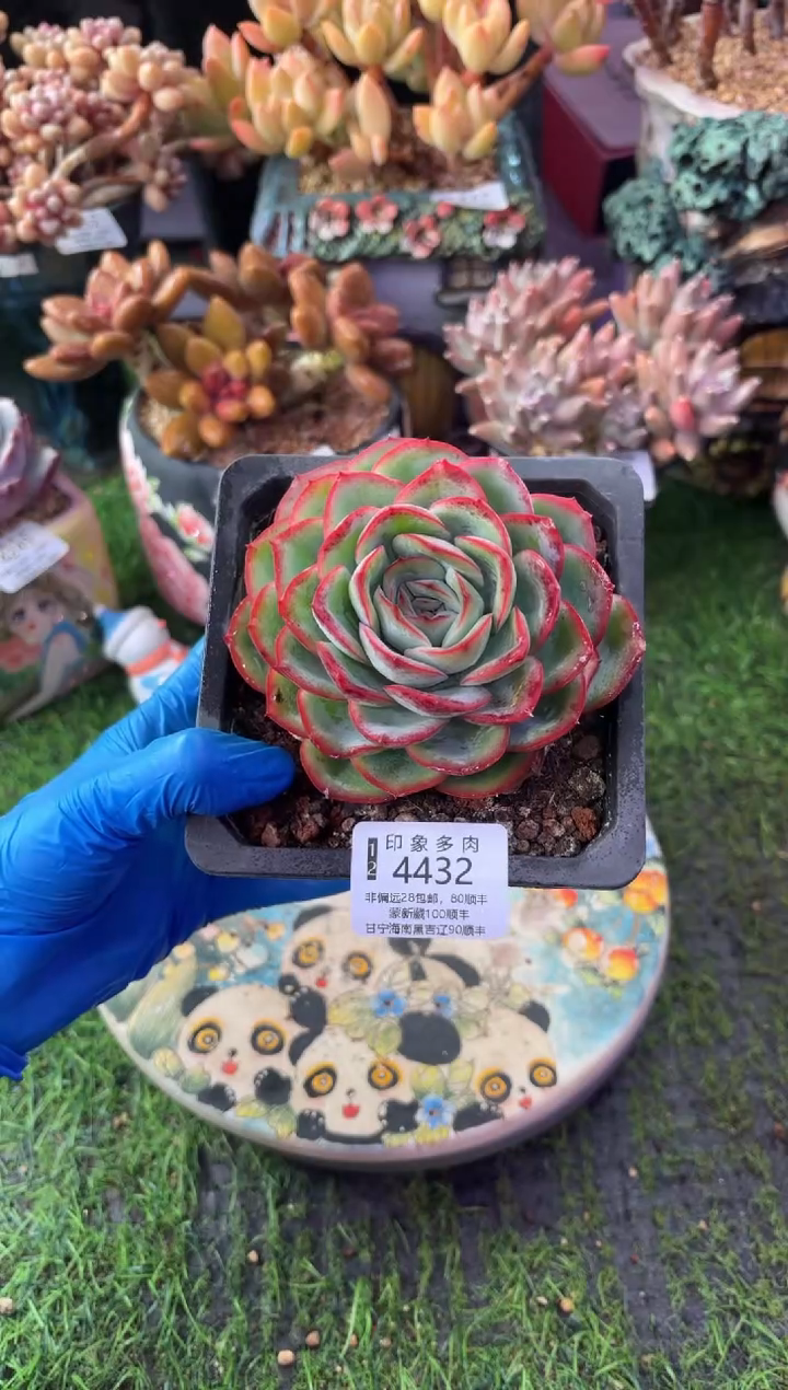 昆明印象多肉4432