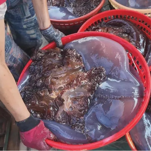 【5斤包邮】精选吕四海蜇皮海蜇头
