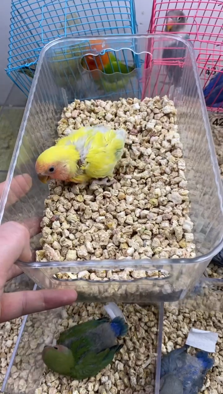 桃脸牡丹鹦鹉红面澳桂