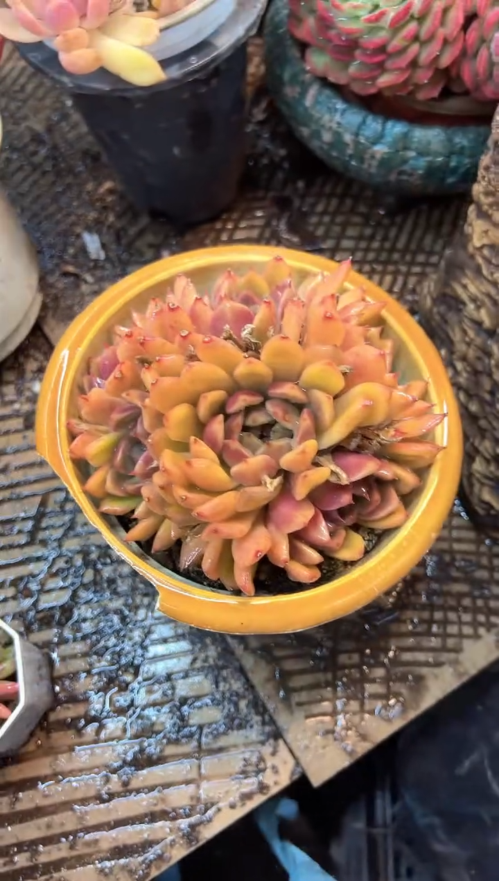 m****s多肉植物一物一拍23494