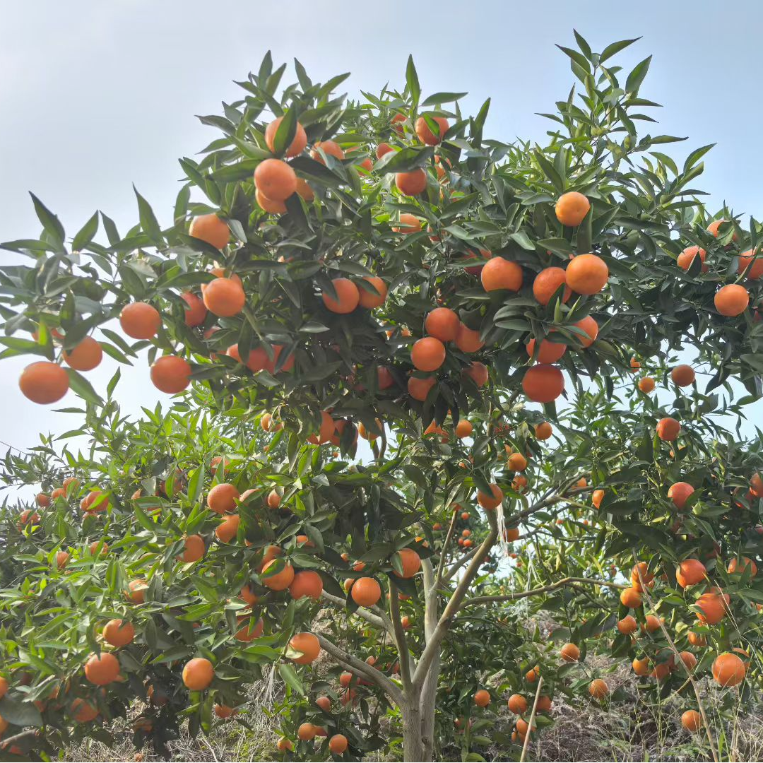 【筑梦万东】五和糖橘专场~粉丝福利新鲜水果现采现发