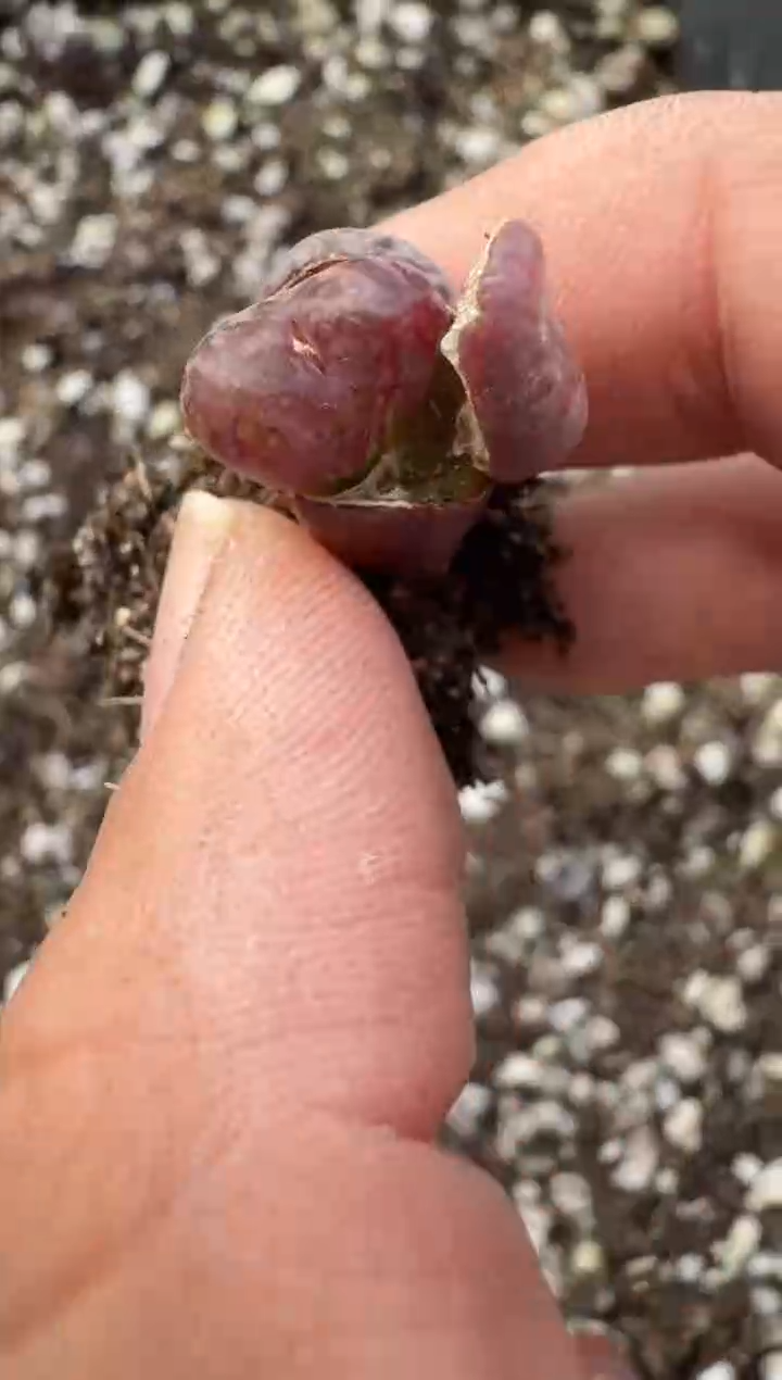 10-100多肉植物肉锥一颗