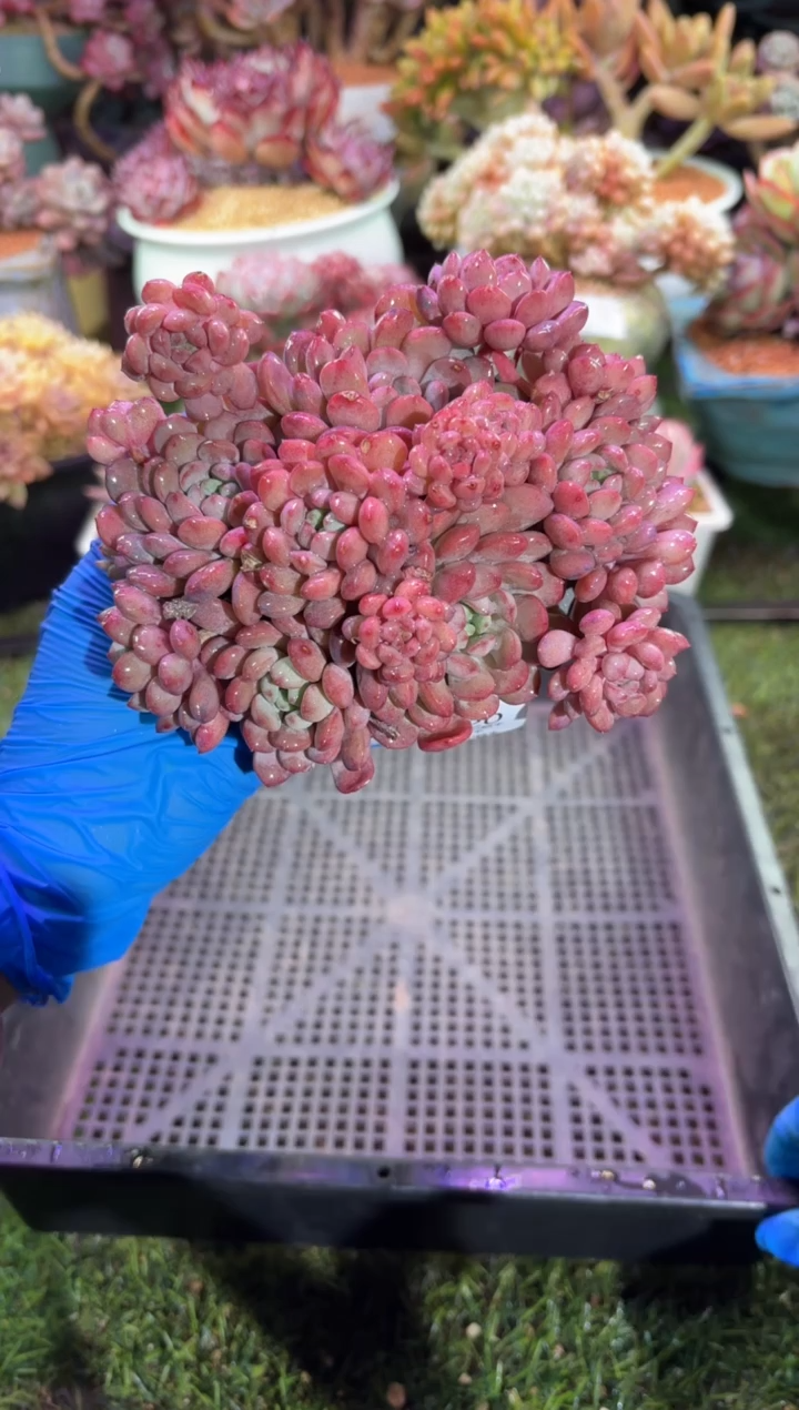 【闪购商品】06220