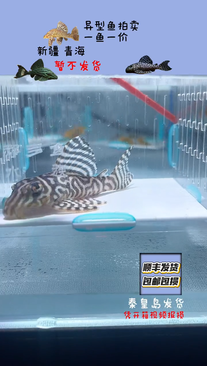 清道夫鱼9不包入缸损20