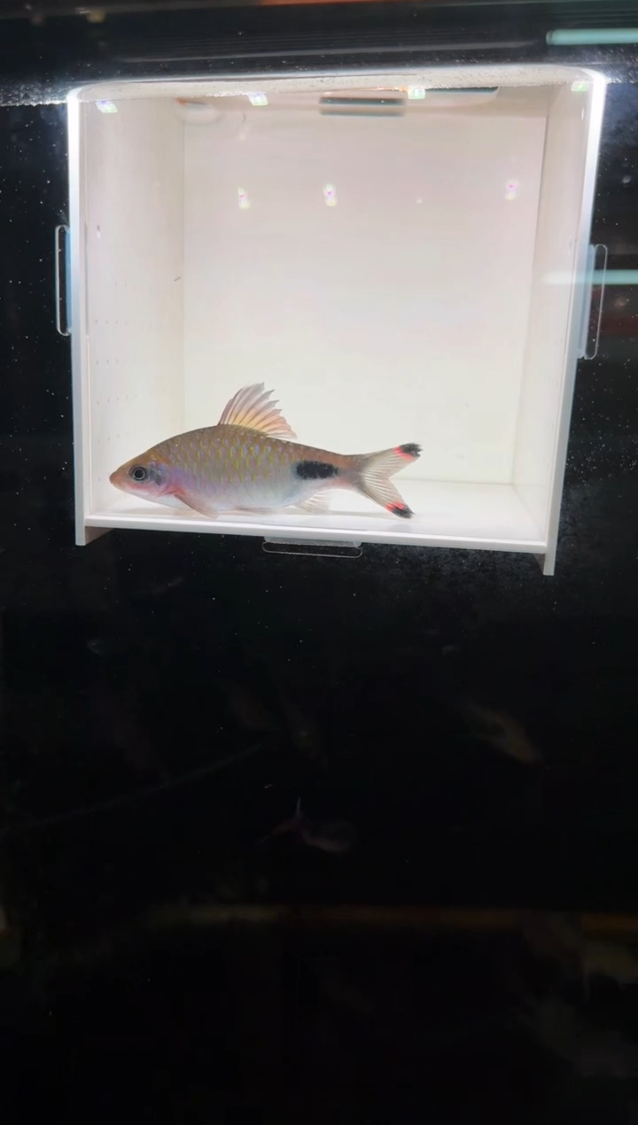 工具鱼红杂蓝111