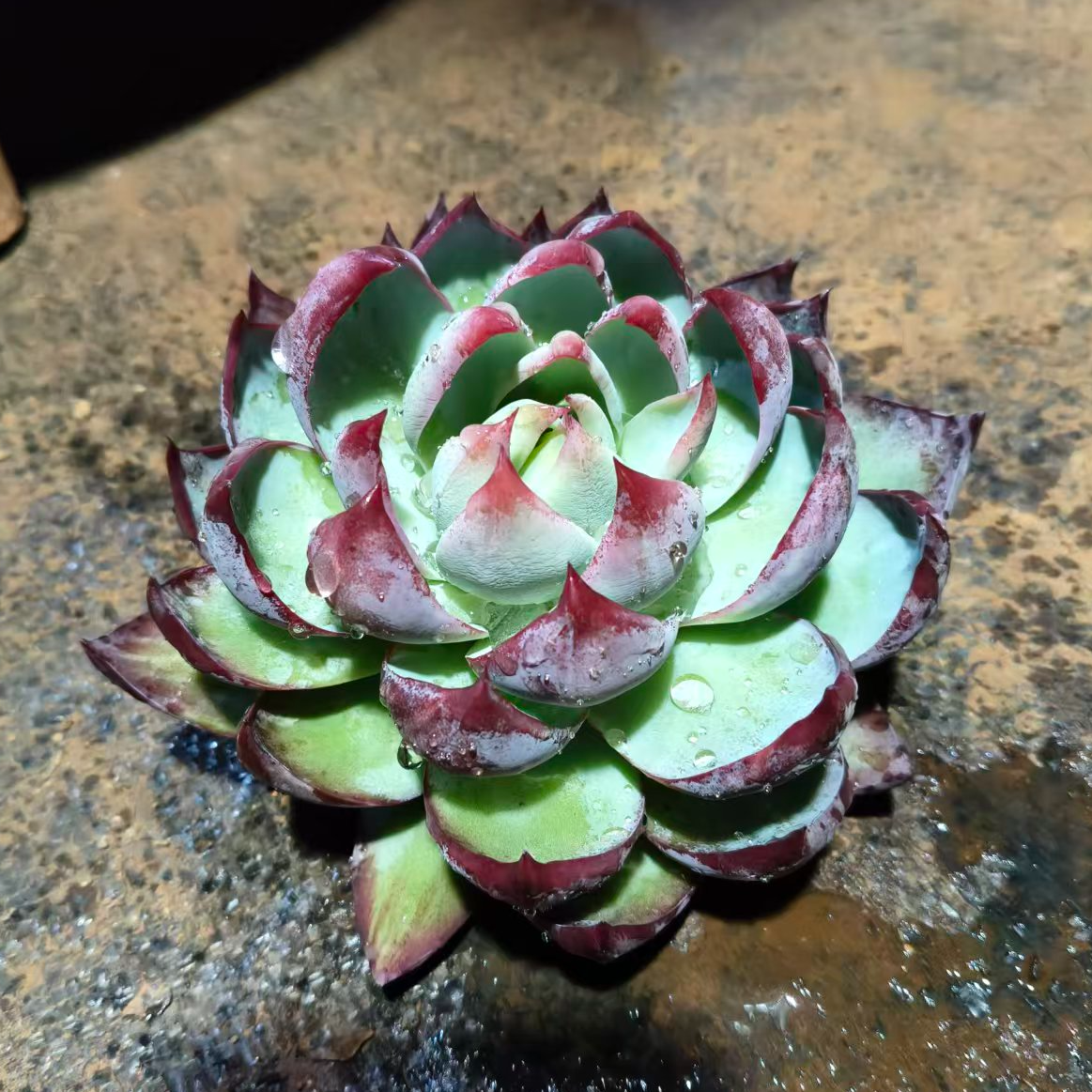 精品多肉    惊鸿仙子