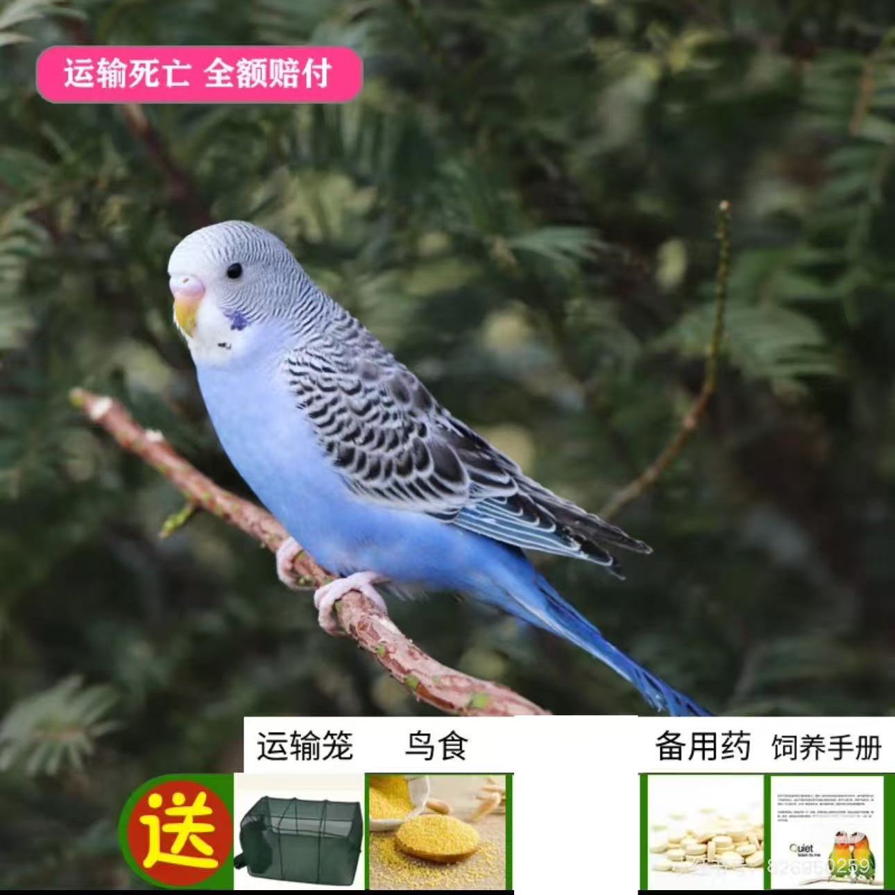 虎皮鹦鹉活鸟活物鹦鹉小鸟活鸟的鸟类虎皮鹦鹉活鸟宠物运输包活