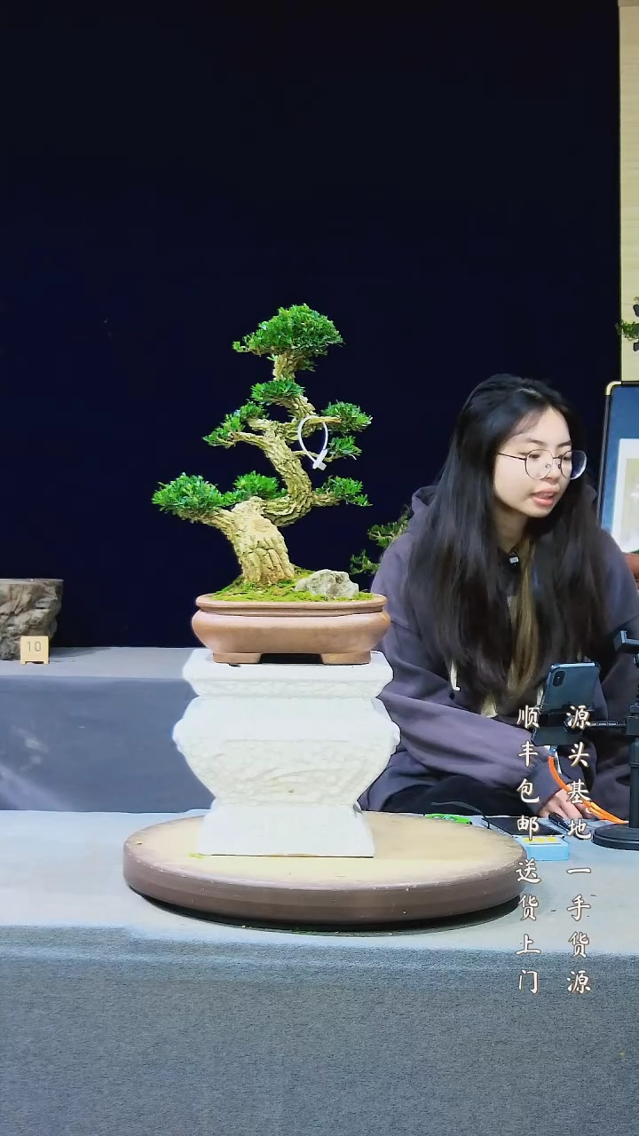 【闪购商品】雀舌黄杨盆景雀舌黄杨盆景