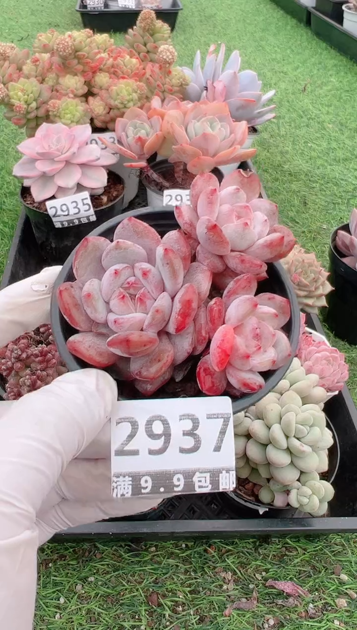 【闪购商品】信福多肉一物一拍