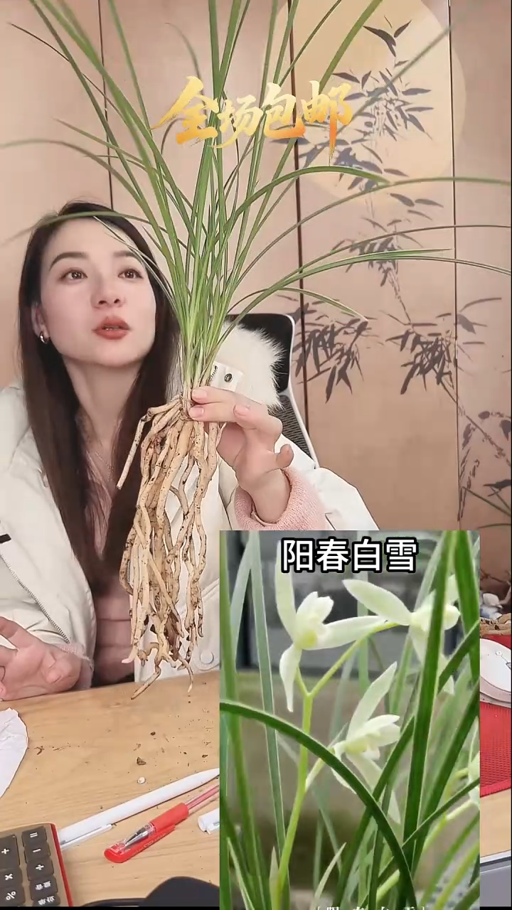 当前无花栽培后可以开花：阳春白雪